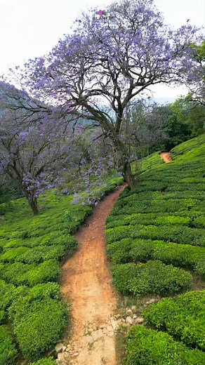 1.4K views · 13 reactions | Jacaranda, a visual feast!!! These trees...
