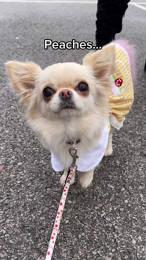 Meet Peaches: The Adorable Chihuahua Assistance Dog