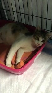 GM from Alexa 💕 Were getting closer to her due day 🙂 Shes getting a lil more uncomfortable, I tried to make her as comfortable as possible she is so so sweet and affectionate and trusting ❤️ I will keep all posted 🐾 | Victory 4 the Voiceless Animal Rescue