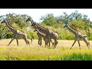 Zimbabwe Green Season Safari