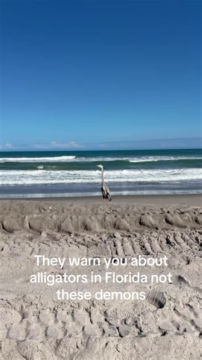 New Florida Fears: Alligators vs. Demons