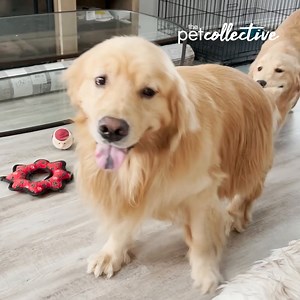 Happy National Pet Day on a Monday? Say no more! The Pet Collective has everything you need when it comes to loving your furry besties. Stream for free today: https://bit.ly/3p7gDux | Redbox