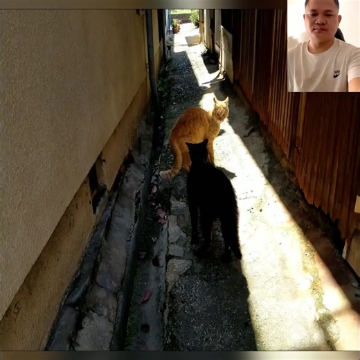 34K views · 914 reactions | Cat Fighting eps 01 | Cat Sport | Facebook