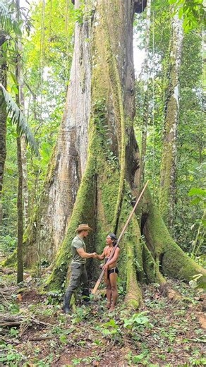 GIANT Tree 💪🌳 #ceiba #amazon #rainforest #jungle #waorani