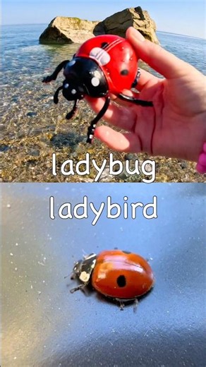 Learn Bug Insect Names for Kids at the Shore: Ladybug Praying Mantis Slug Leaf Insect Cockroach