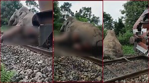 303K views · 6K reactions | In a tragic incident, an elephant was critically injured after being hit by a train (Siliguri-Dhubri Intercity Express) in West Bengal's Dooars. The engine of the train, which plies between Banarhat and Nagrakata, hit the elephant when it was trying to cross the tracks in the jungle. The impact of the accident was such that the elephant was severely injured and for a long time struggling to get on its feet. | The Times of India | Facebook