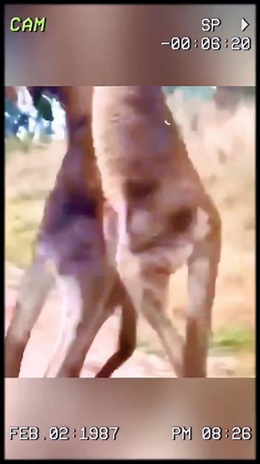 Dont challenge muscular kangaroos wildanimals animals foryou | Animal Story