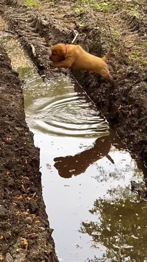 We collected 90 minutes of hilarious puppy videos for you!! 🐶 #Funny #Puppy #Dog | The Pet Collective