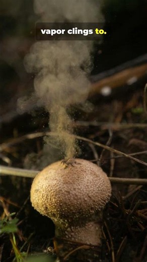 Mushrooms Control Rain? Science Says Yes!