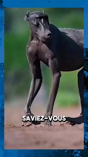 1.2K views · 34 reactions | Ce singe peut faire fuir un lion ! (Le babouin, le monstre d'Afrique) | Kamal Marseille | Facebook