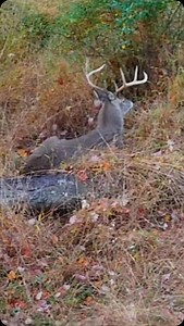 😲 Huge Buck Takes 2 Crossbow Bolts, Never Seen Again! #reels #huntingseason #deerhunter #crossbow #fyp #hunt #whitetailhunting #archeryhunting | Deer Dogs and Drones Deer Recovery
