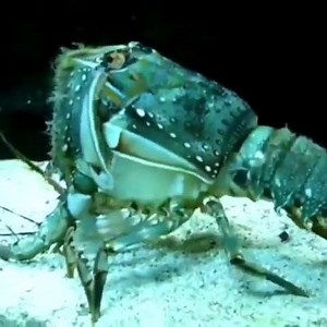 3.3K views · 63 reactions | Wait for it!!  @spearchannel | Adreno | Facebook