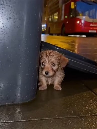 i found a stray dog #helping #puppy #foryou