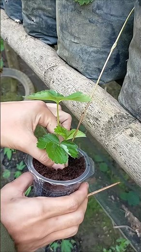 Simple tips for propagating strawberry plants by means of tendril cuttings (shoots) #gardening