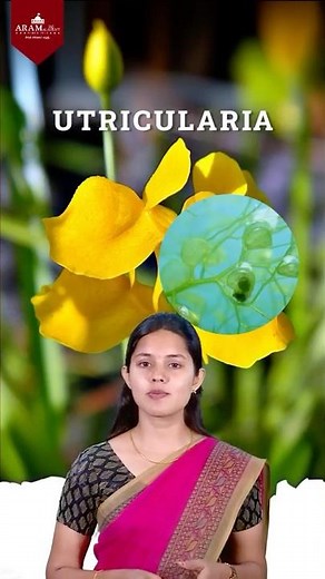 carnivorous plant utricularia