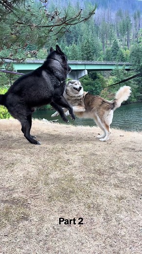Reunited Mom and Son Wolf Mix and Malamute! 🐶🥰