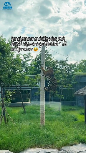🐯 📖 Indra's 3rd Birthday wish update: Already on track to destroy the next tree 🌳 🥹 ___ Visit Angkor Wildlife and Aquarium Siem Reap - the best place in Cambodia to see animals, fish, and even rescued wildlife! Meet colorful fish, adorable otters, turtles, snakes, and many rescued animals that now have a safe home. We’re a fun and safe place to take photos, learn about nature, and enjoy quality time together. Just 40 minutes from Angkor Wat, open daily - tickets available at the gate. Perfec