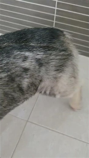 removing undercoat of a Swedish Vallhund #dogs