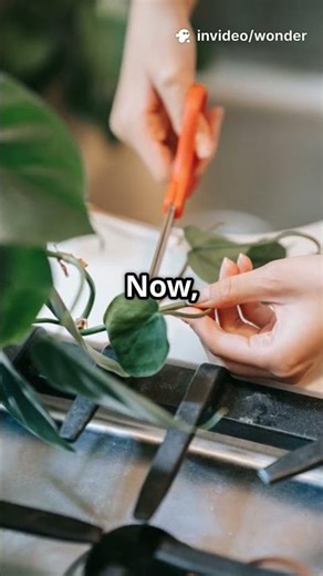 Easy Peasy Geranium Propagation! #geraniums #propagationtips #gardeninghacks #tipsandtricks #easy