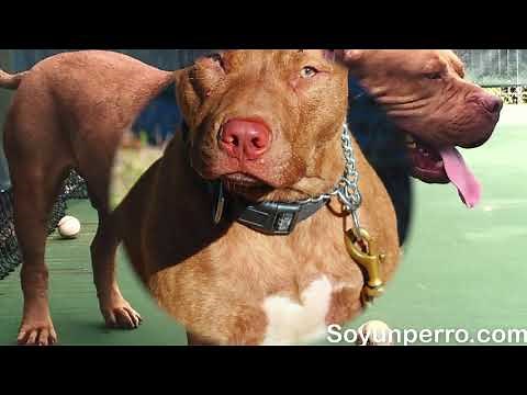 American Pitbull terrier Red Nose - Características y cuidados