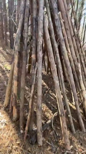 #bushcraft #teepee #kids #outdooractivities
