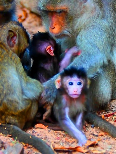 Heartwarming Newborn Monkey Rescued from Abandonment