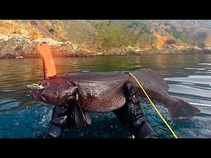 Spearfishing Lingcod, Cabezon, & Rockfish in Big Sur, California | 4K