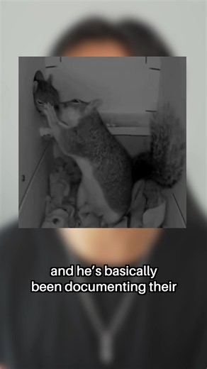 How He Builds Tiny Homes for Squirrels — Squirrel Boxes