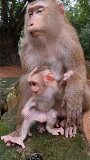 12K views · 616 reactions | Lovely baby monkey Lynx with mom Luna cool after was rain | Monkey Care | Facebook