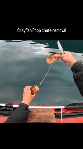 Arved/Tasman on Instagram: "Yet another method of breaking down and removing the poop chute of a new zealand crayfish. Particularly good if you're mid 3 week solo tiny boat fiordland trip and you only have a small pot 😂. #crayfish #poop #chute"
