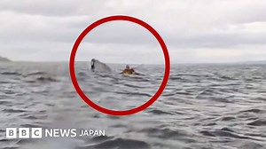 「クジラに食べられた」、男性がカヤックごと飲み込まれるも吐き出されて無事　チリ沖 - BBCニュース
