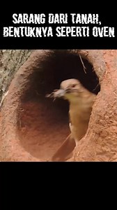 Burung oven bird adalah burung pemakan serangga , mereka juga adalah burung arsitek yg ahli, ia mengumpulkan jerami dan lumpur untuk membuat sarangnya. Sarang ini menjadi tempat untuk ketika anaknya, bentuknya yg seperti oven menjaga suhu tetap stabil , Yang Berpungsi seperi inkubator , memungkinkan sang induk pergi lebih lama meninggalkan anaknya untuk mencari makan.. Sang induk akan meloloh anaknya kurang lebih selama 3 Minggu, setelah itu, anaknya di harapkan dapat mencari makan sendiri, saat