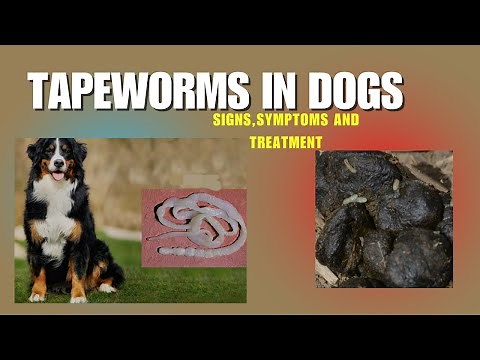 Does Your Dog Have Tapeworms? Find Out How to Treat Them!