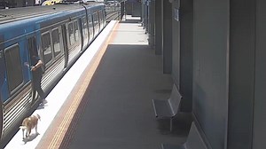 14K views · 2.5K reactions | Whether you're on two legs or four, our friendly station staff are always ready to help. This curious canine was recently spotted taking a ride from Broadmeadows, all alone. After disem-bark-ing at Coolaroo, our friends at the Lost Dogs Home were able to reunite the adventurous Beagle with its human! | Metro Trains Melbourne | Facebook