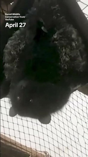 Watch the moment when the world's rarest fruit bat gives birth #shorts