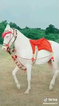 Marfa song dance by horse