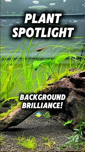 Plant Spotlight - Cyperus helferi🌿#Fishkeeping #Aquascaping #AquaticPlants #PlantedTank #Shorts