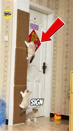 Every Cat Has a One of a Kind Nose 🐱