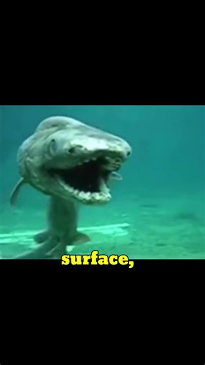 Frilled Shark: The Living Fossil of the Deep Sea 🦈 | Rare Shark Facts #Shorts
