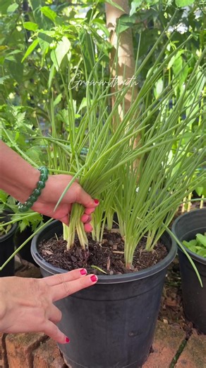 Growing spring onions from existing onions is a simple, cost-effective way to get a continuous supply. Simply plant onion in water or soil. Fresh green shoots appear in a few days and can be harvested in 2–4 weeks. How to Grow🌱 • Cut off the white root ends, leaving 1–2 cm of stem. • Plant them 1 inch deep in well-draining soil, spaced 1–2 inches apart. • Keep the soil moist. Shoots will emerge quickly. • Harvest as needed — you can replant the same base multiple times. Happy Gardening!👩‍🌾🌱�
