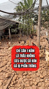 784K views · 6.9K reactions | Chỉ cần 1 nắm lá này cứu được cả đàn gà bị phân trắng #hamychannuoi #channuoiga #channuoi #GA #xuhuong2025 | Hà My | Facebook