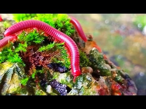 The Giant Snail and millipedes: Larger Parents, More Amazing Lives
