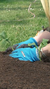 1.1K views · 76 reactions | Did you take home a pumpkin seed from our...