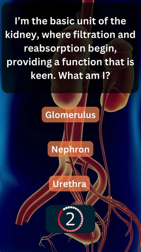 Did You Know This About Your Urinary System? 💧 #UrinarySystem 26