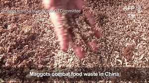Maggots: China's new food waste heroes. “On average, one kilo of maggots can eat two kilos of rubbish in four hours." Read more: http://bit.ly/2qylkhc (Video: AFP) | TODAY
