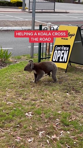 Adorable Koala Crossing Road Funny Moment