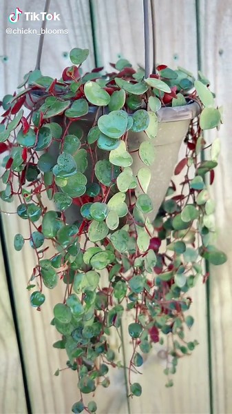 Peperomia Plant Care for Plant Lovers