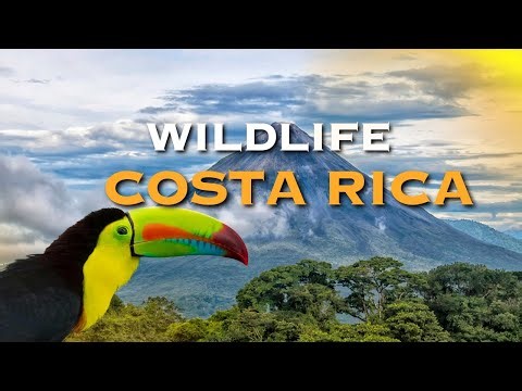 Costa Rica Wildlife in 4K — Rainforest & Beach Animals HDR Ultra HD