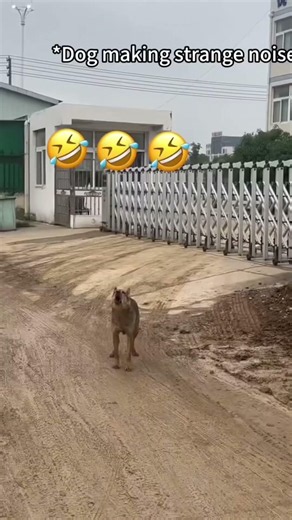 Dogs making weird sounds you’ve NEVER heard 😳