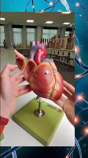 Foramen ovale #Heart_Anatomy